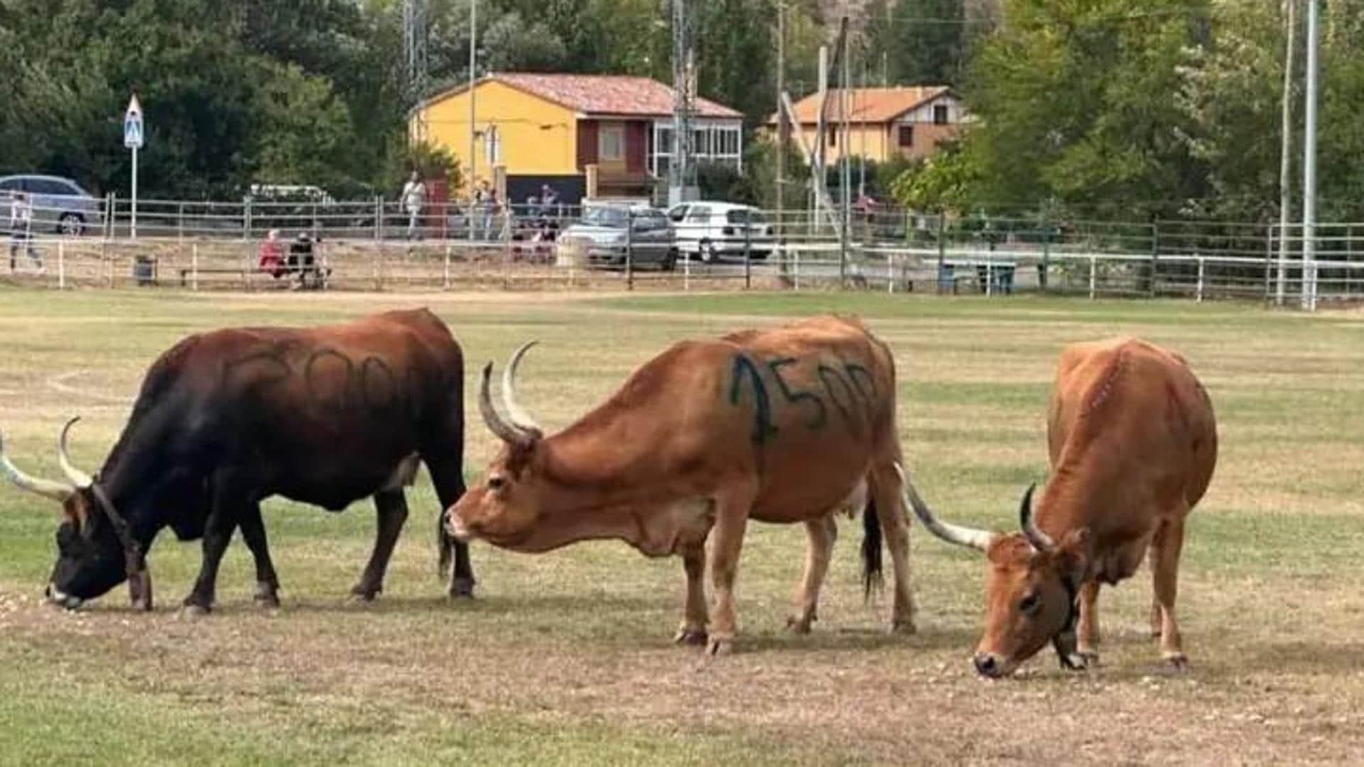 La Caca De La Vaca Que Vale 7000 Euros El Correo 3603